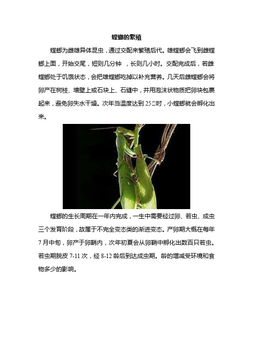 螳螂的繁殖