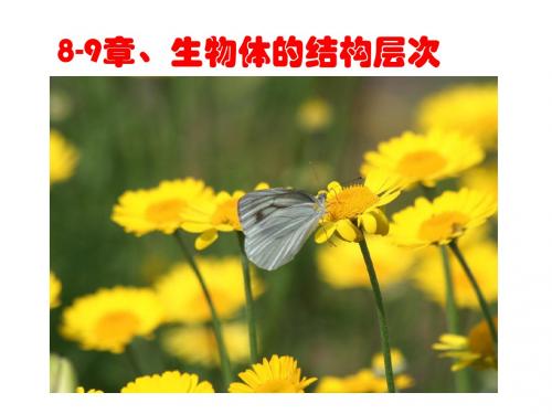 (苏科)江苏省铜山区七级生物下册第8章生物体有相同的基本结构复习课件