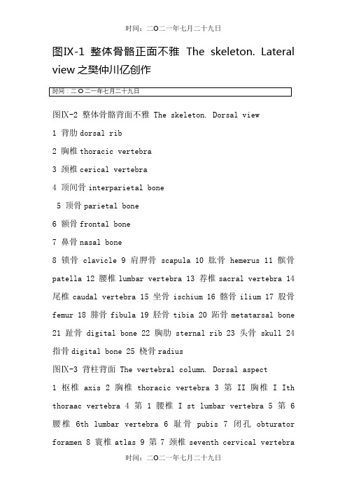 小鼠解剖图(完整版)