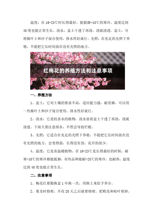 红梅花的养殖方法和注意事项