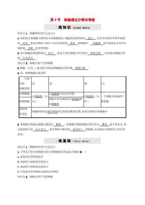 北师大版七年级生物上册3.3细胞通过分裂而增殖练习