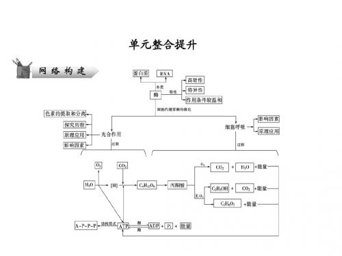 2013高考生物(苏教版)二轮复习课件 1-4单元整合提升