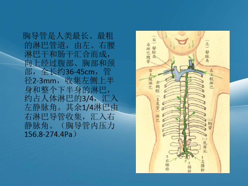 胸导管的临床解剖