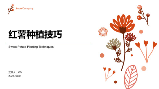 红薯怎么种,红薯种植技巧ppt