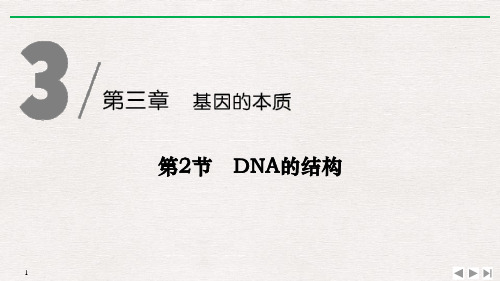 《DNA的结构》基因的本质PPT下载