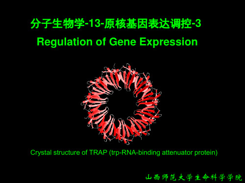 分子生物学-13-原核基因表达调控-3-其他操纵子