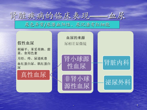 肾脏疾病的诊断思路ppt课件