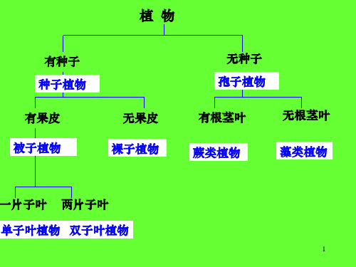 练习对生物进行鉴别PPT课件