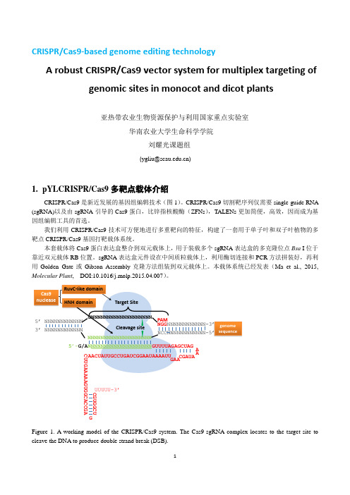 植物多靶点CRISPR-Cas9载体使用方法(2015-5-1)