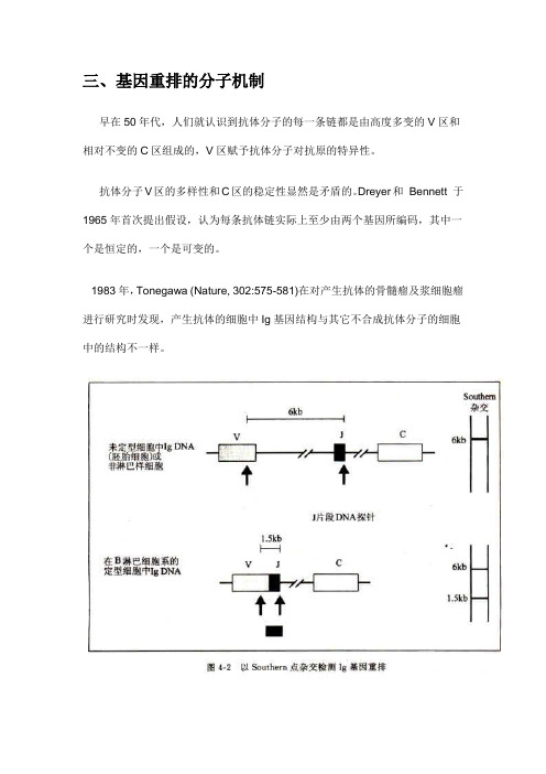 三、基因重排的分子机制