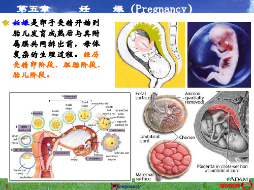 05第五章妊娠Pregnancy