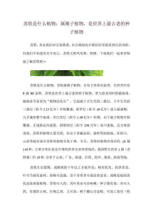 苏铁是什么植物：属裸子植物,是世界上最古老的种子植物