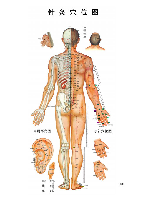 针灸穴位挂图