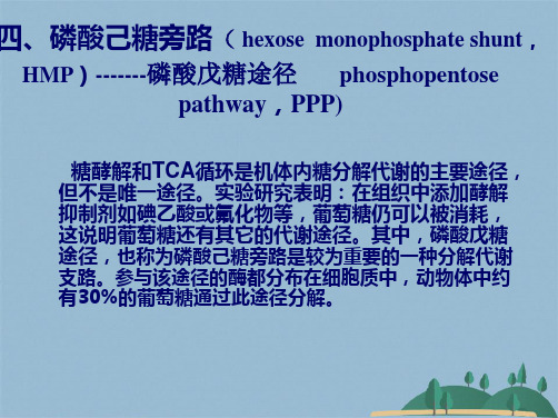 Chapter糖代谢2(共51张PPT)