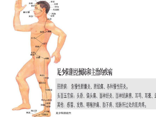 12足少阳胆经ppt