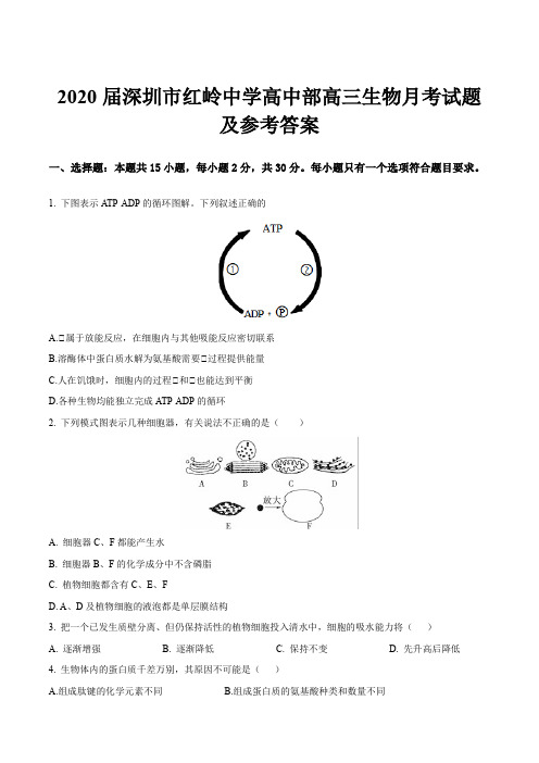 2020届深圳市红岭中学高中部高三生物月考试题及参考答案