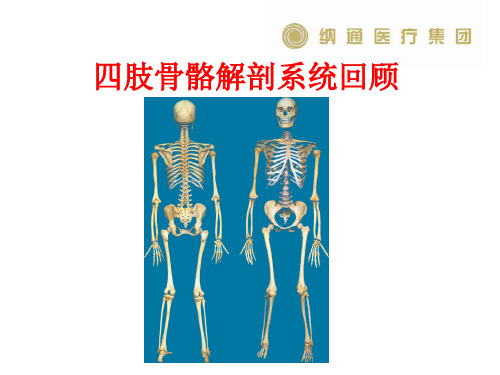 05四肢骨骼解剖基础知识