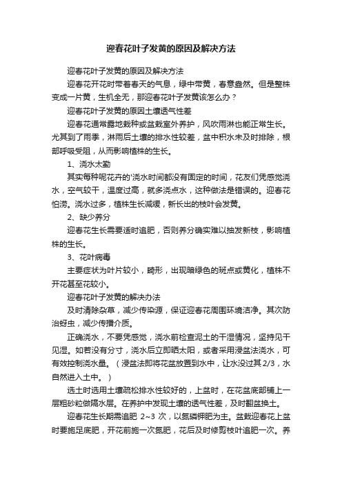 迎春花叶子发黄的原因及解决方法