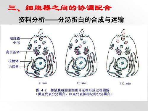 3.2细胞器—系统内的分工合作第二课时修改稿