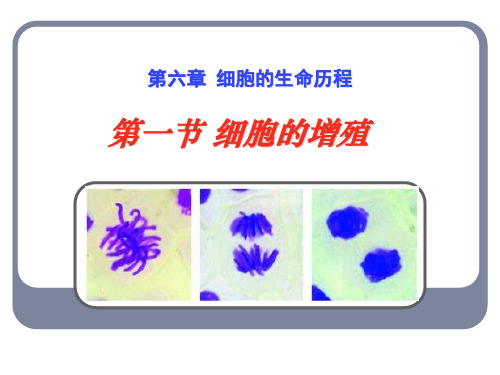 有丝分裂(自制)