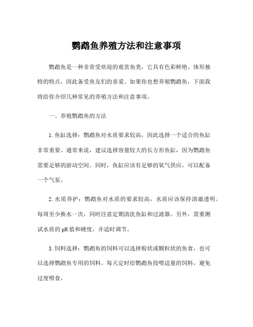 鹦鹉鱼养殖方法和注意事项