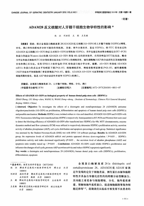 ADAM28反义核酸对人牙髓干细胞生物学特性的影响