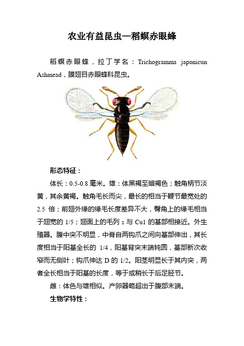 农业有益昆虫—稻螟赤眼蜂