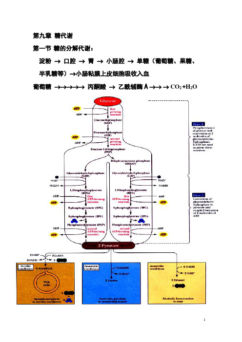 南开大学 第九章 糖代谢 第一节糖酵解