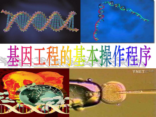 基因工程的基本操作程序教学完整ppt课件