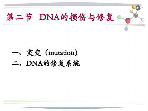 DNA的损伤与修复