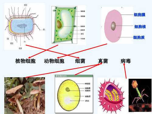 生物人教版八年级上册细菌、真菌和病毒