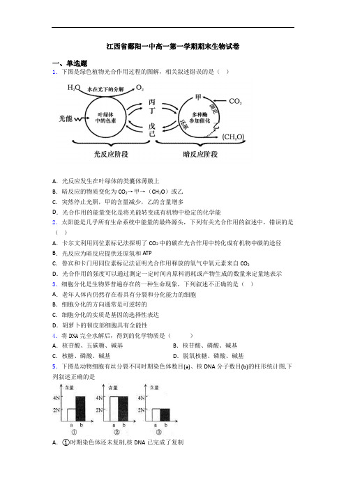 江西省鄱阳一中高一第一学期期末生物试卷