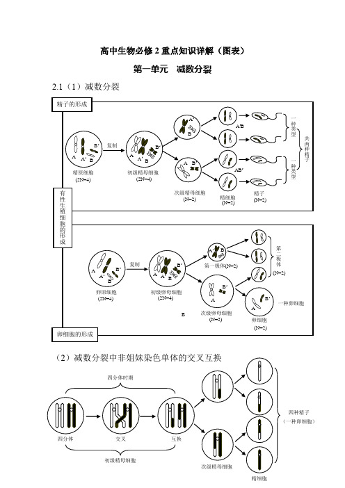 人教版高中生物必修2重要知识详解(图表)