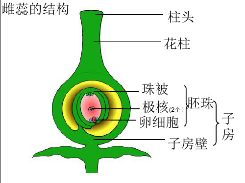 植物的发育PPT课件