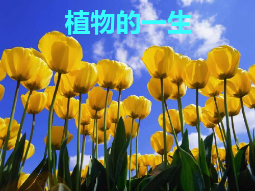浙教版七年级下科学1.4《植物的一生》(1)素材PPT课件
