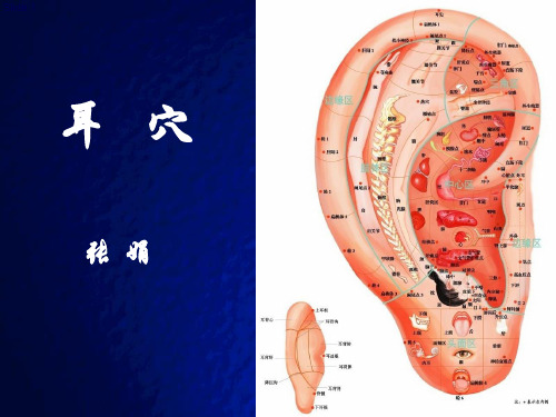 耳穴疗法讲课课件