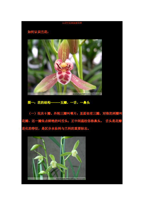 兰花结构