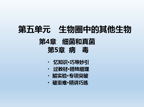 第5单元第4-5章 细菌和真菌  病毒-课件 2021年中考生物一轮考点复习(人教版)