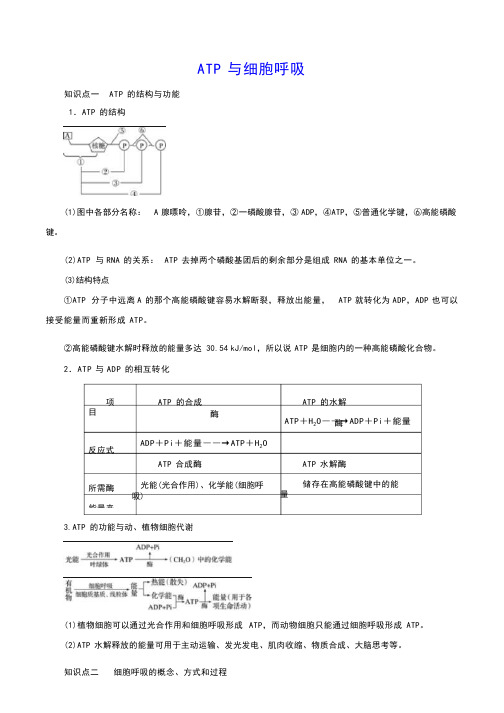 ATP与细胞呼吸 知识点总结与重难点