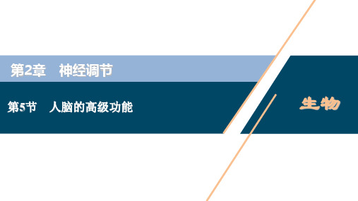 高中生物新人教版选择性必修1人脑的高级功能(36张)课件