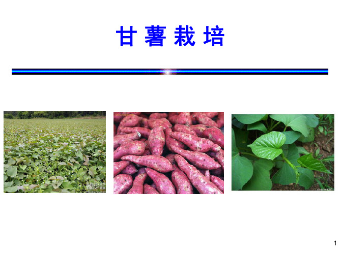 作物栽培学：甘薯栽培