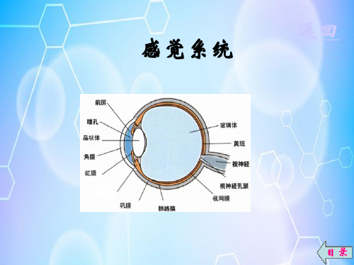 感觉器官—前庭器官(生理学课件)