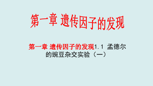 新教材高中生物 第一章 遗传因子的发现 1.1 孟德尔的豌豆杂交实验