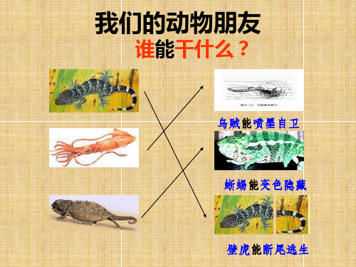 带刺的朋友课件(PPT 20页)