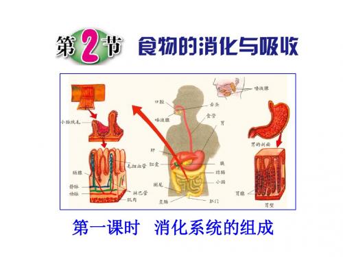 浙教版九年级科学(生物)上册4.2《食物的消化与吸收》(第一课时)