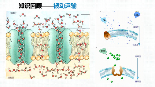 【课件】主动运输与胞吞、胞吐(第1课时)  课件 2022—2023学年高一上学期生物人教版必修1