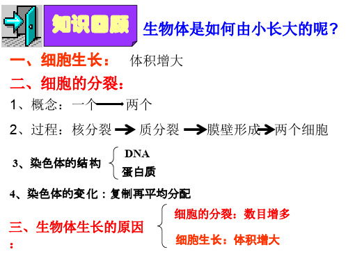 初中生物动物体的结构层次课件