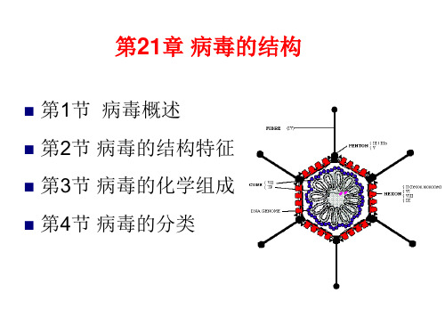 病毒的结构