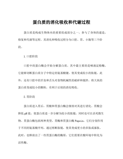 蛋白质的消化吸收和代谢过程