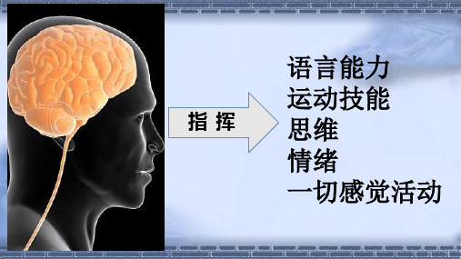 苏教版科学五年级下册2.神经 (3)